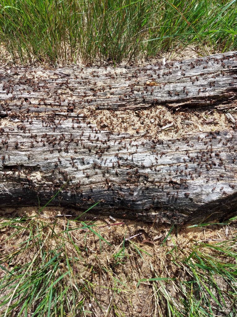 Boomstam met mieren die een team met teamenergie symboliseert