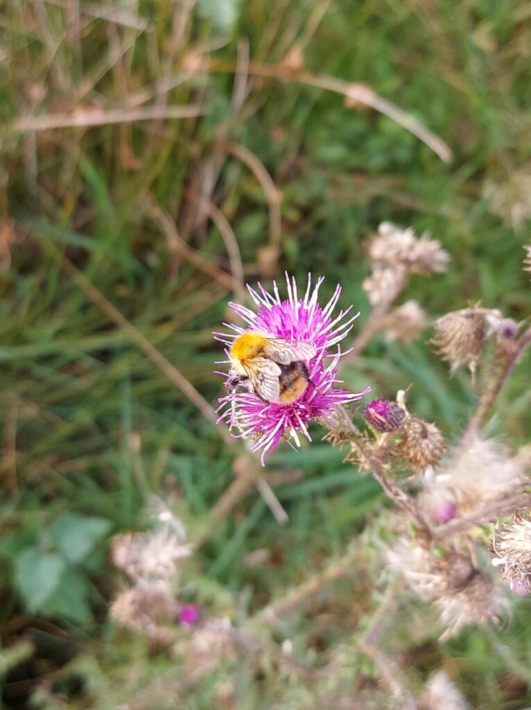 Bij op een roze bloem