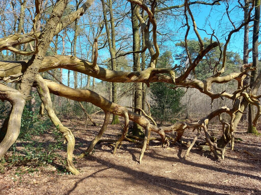 Bomen met mooie takken in het bos